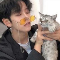 猫与情书诗与远方